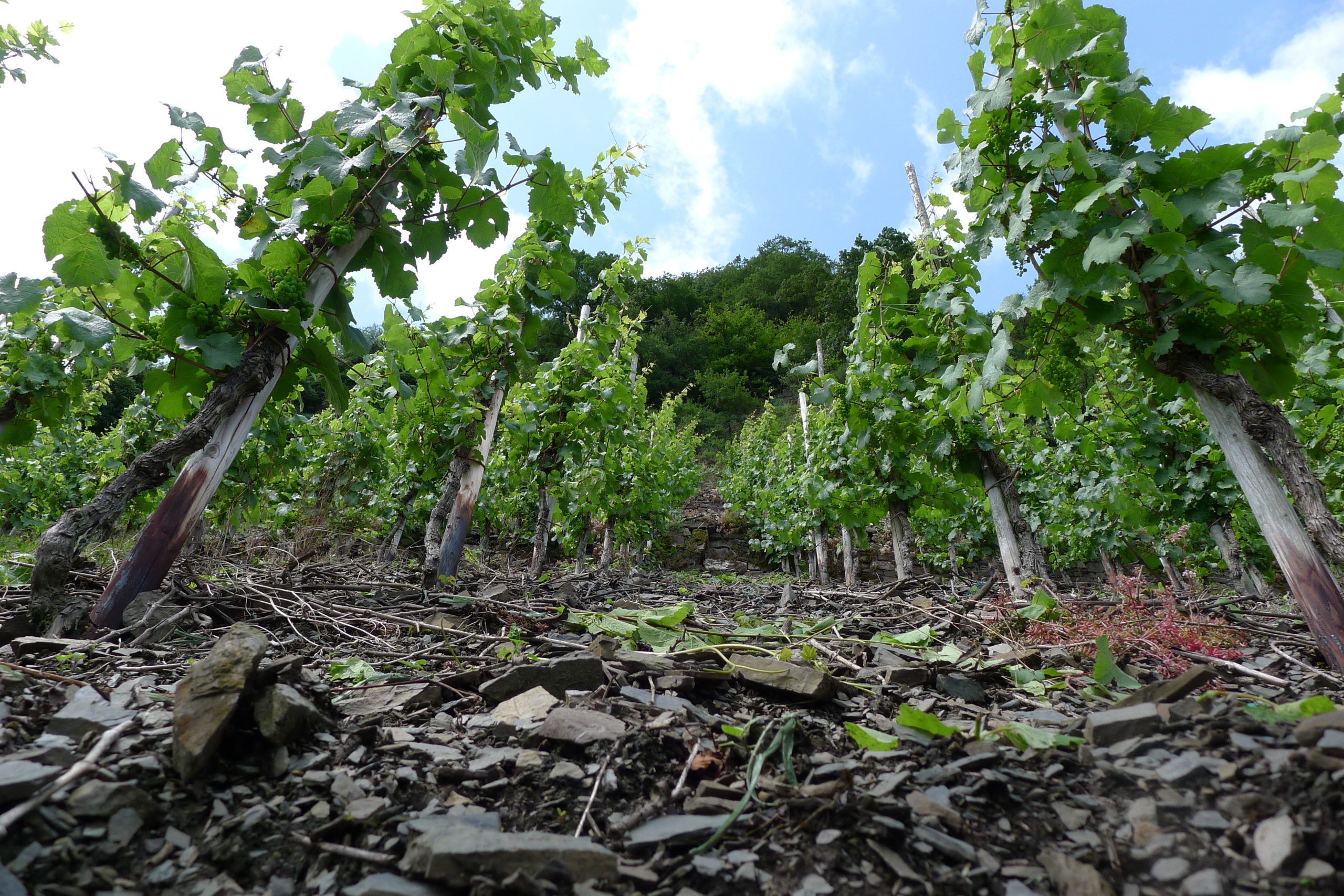Palmberg vineyard